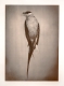 Photographie aux tons sépia d’un oiseau mort. Une étiquette attachée à la patte de l’oiseau indique qu’il s’agit d’un spécimen de musée. 