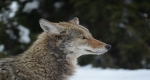 Side view of a Coyote