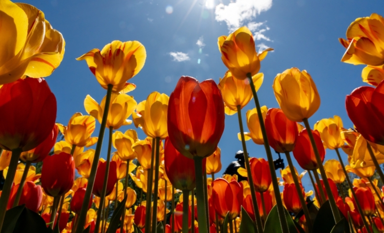 Orange tulips against a blue sky.