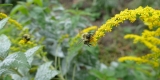 Common eastern bumblebee on rough goldenrod