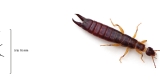 An earwig, which can measure anywhere from 5 to 16 millimetres.