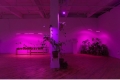 installation view, plants under grow-lights