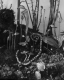 black and white photo with jack-in-the-pulpits and other plant with a snake and moth