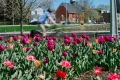 A helmeted rider cycles past tulips.