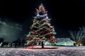 An evergreen tree decorated with colourful lights at the Cumberland Heritage Village Museum on a winter night.