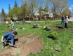 Volunteers plant trees and shrubs in a public park on a summer day