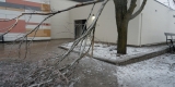 Une branche cassée est suspendue à un arbre couvert de glace