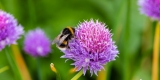Une abeille sur une fleur de ciboulette