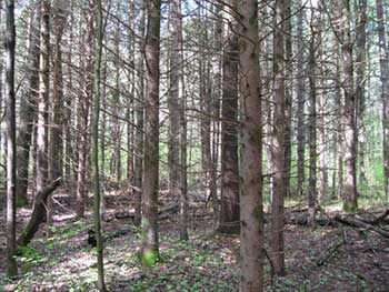 Forêt de Cumberland