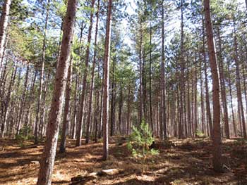 Forêt Torbolton