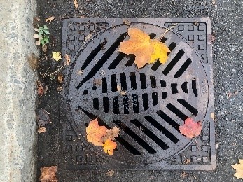 A storm sewer grate with a fish pattern depicted in the metal.