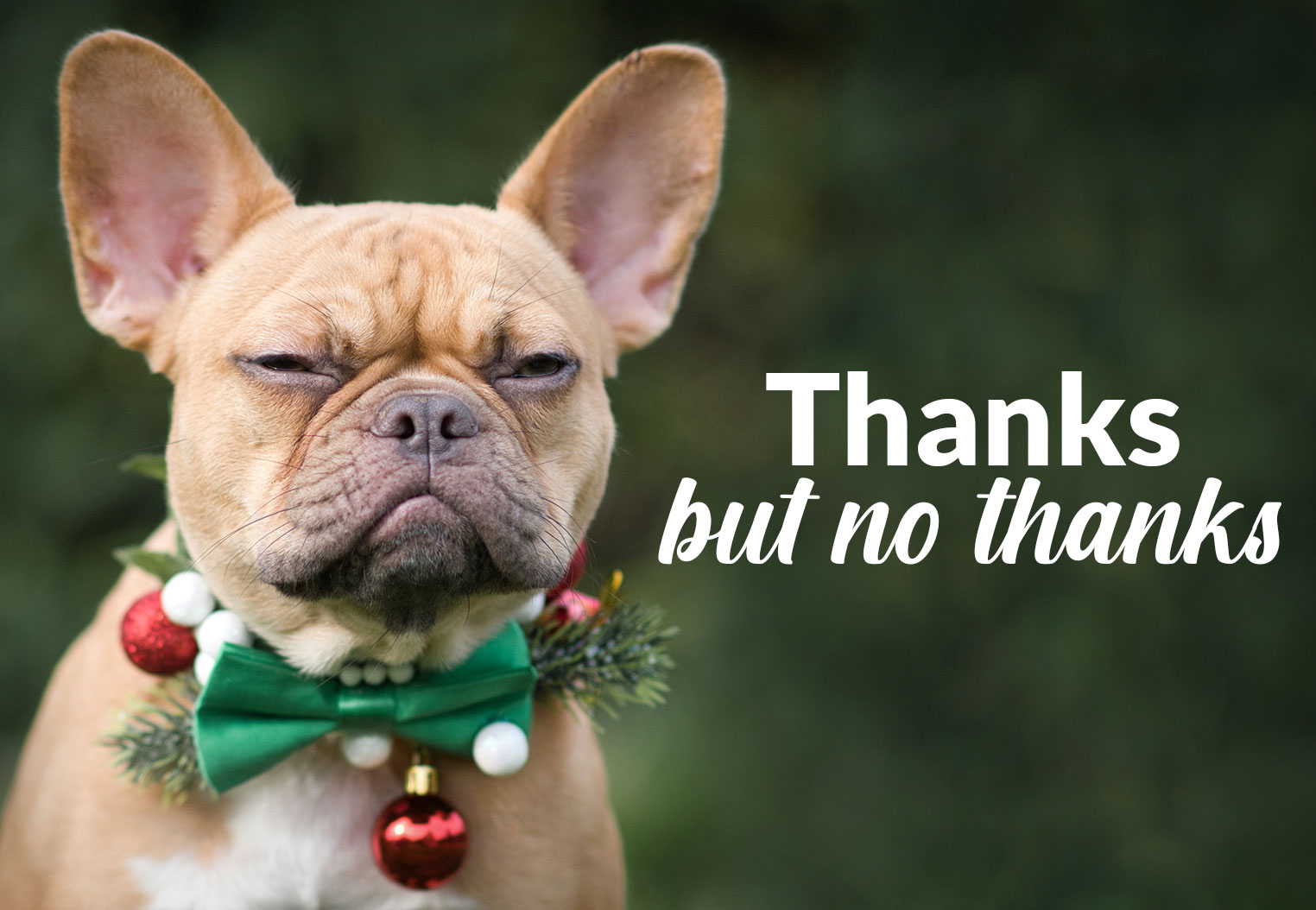 A red fawn French Bulldog looks at the camera with a disdainful expression. The dog is wearing a collar decorated with a green bow, a conifer sprig, and red and white ornaments. Next to the dog is text that reads: “Thanks but no thanks.”