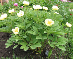 Paeonia hybrids