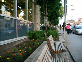  Planting and benches, clear of the pedestrian travel route, enhance the streetscape.