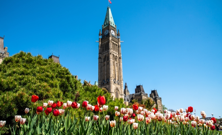 Tour de la Paix et tulipes