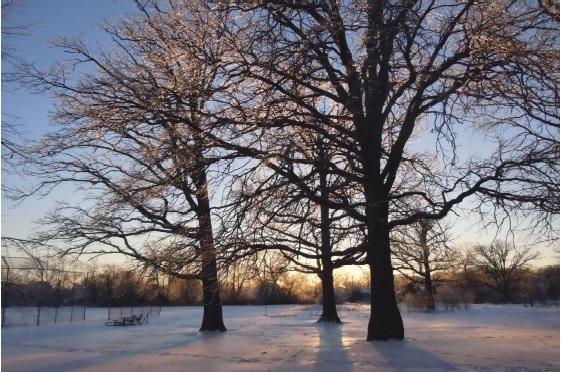 coucher de soleil hivernal à travers les arbres