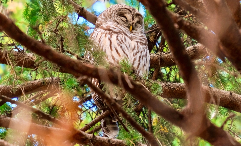 A brown owl is snuggled up in a fir tree. Une chouette brune est confortablement installée dans un sapin.