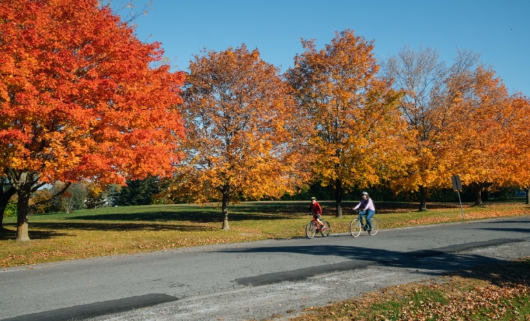 Two cyclists travelling on a side street with colourful trees lining the road.