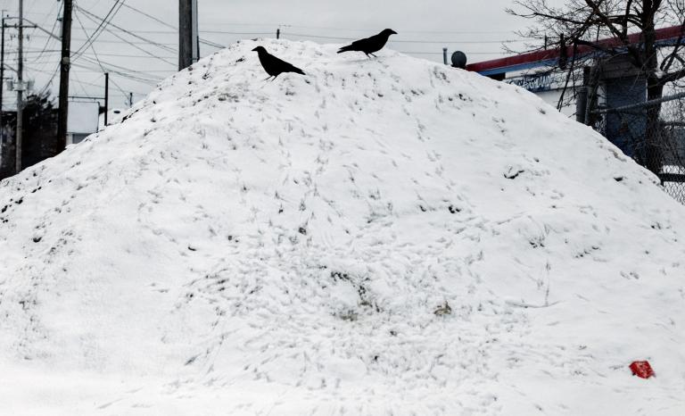 Photograph of two crows sitting on a heap of snow