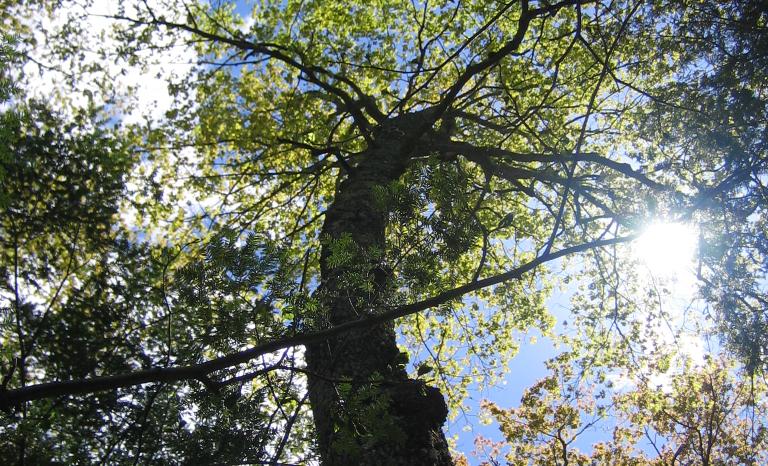 Large, old growth tree