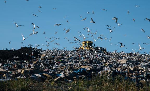 A flock of birds flying over a large pile of waste with a compactor vehicle on top of the waste.