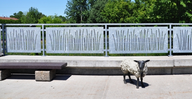 Une photo de l’un des moutons.