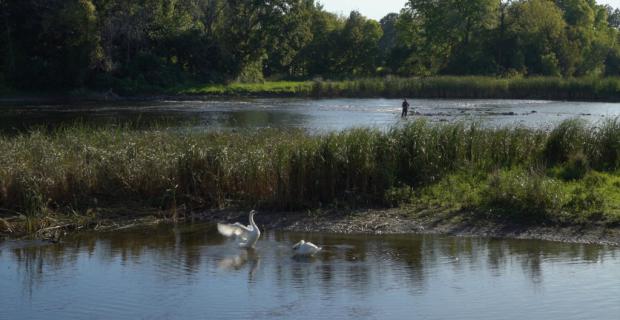 Une capture d’écran de la vidéo montre une oie sur la rivière avec une personne en arrière-plan.