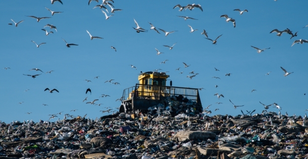 A bulldozer on top of a hill of trash with many gulls flying around