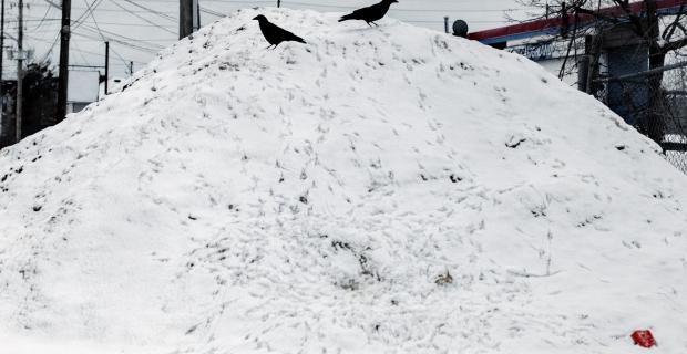 Photograph of two crows sitting on a heap of snow