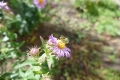 Striped sweat bee on New England aster