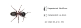 Ants, which can measure anywhere from 2 to 12 millimetres depending on species