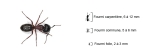 Des fourmis, qui peuvent mesurer de 2 à 12 millimètres selon l’espèce.