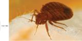 A bedbug, which can measure anywhere between 5 to 7 millimetres.