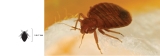 A bedbug, which can measure anywhere between 5 to 7 millimetres.