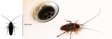 A cockroach, which can measure anywhere from 28 to 43 millimetres.