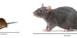 A mouse, which can measure anywhere from 15 to 20 centimetres and a rat, which can measure anywhere from 16 to 40 centimetres.