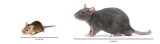 Une souris, qui peut mesurer de 15 à 20 centimètres et un rat, qui peut mesurer de 16 à 40 centimètres.