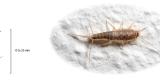 A silverfish, which can measure anywhere from 13 to 25 millimetres.