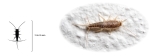 A silverfish, which can measure anywhere from 13 to 25 millimetres.