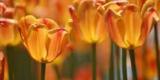 photo of tulips