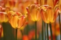 photo of tulips