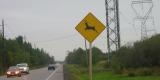 A deer warning sign along a roadway.