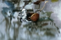 abstract photo of a seed pod