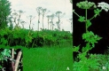 Giant Hogweed