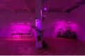 vue d'installation, plantes sous lampes de culture