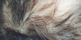 close up of the top of a man's balding head