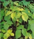 Poison Ivy 