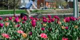 A helmeted rider cycles past tulips.