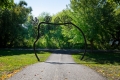 a dark metal archway with decorative leaves over a paved walkway