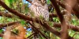 A brown owl is snuggled up in a fir tree. Une chouette brune est confortablement installée dans un sapin.